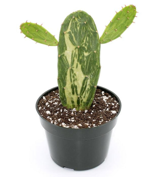 Cacti, Opuntia Cochenillifera 'variegata' - View 11 from www redcrocus com