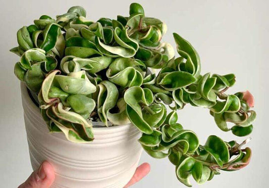 Hoya Compacta - View 1 from www redcrocus com