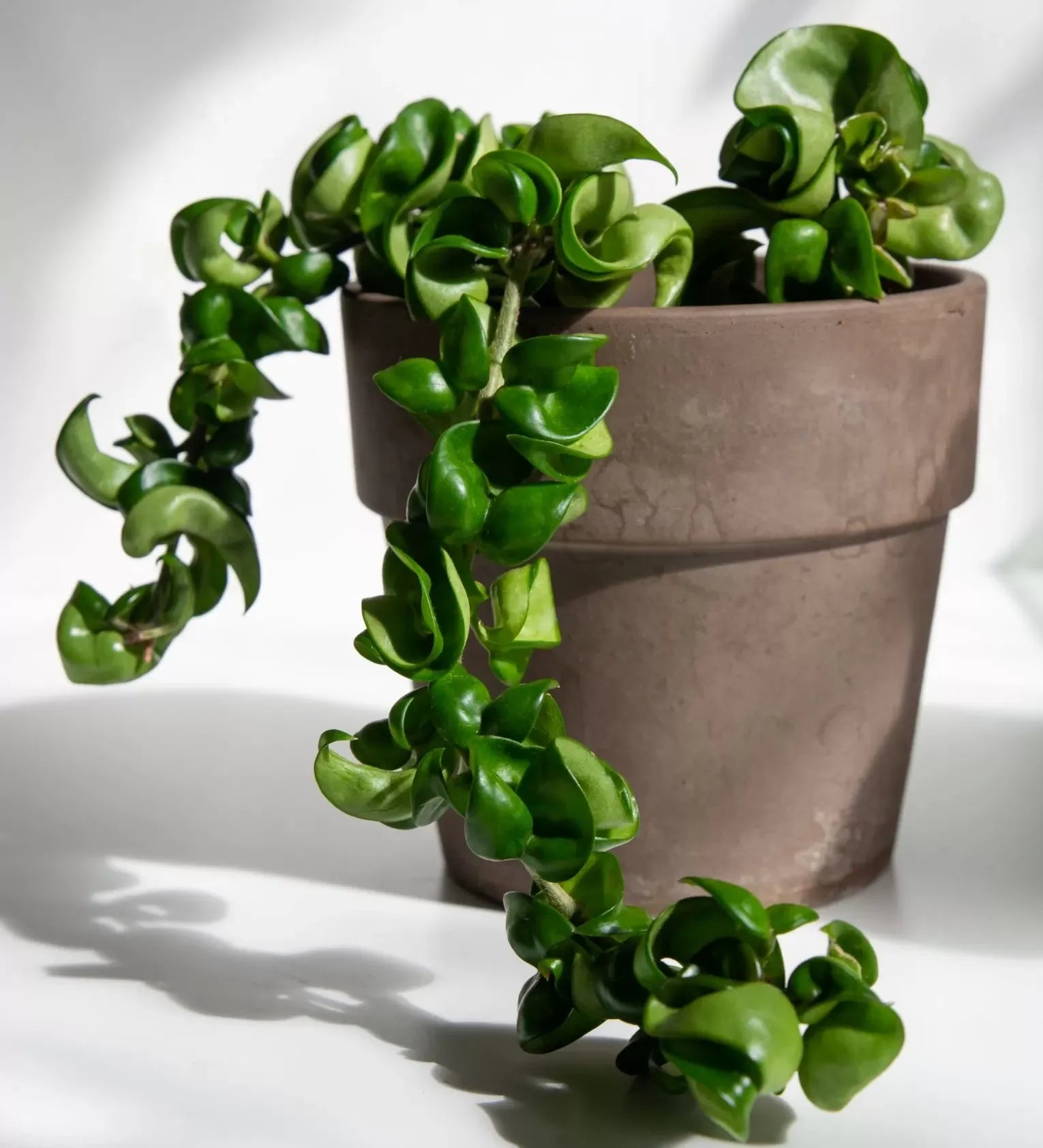 Hoya Compacta - View 9 from www redcrocus com