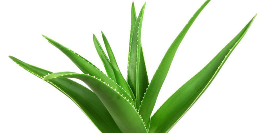 Aloe Vera - View 1 from www redcrocus com