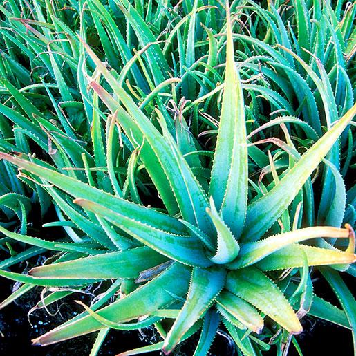 Aloe Vera - View 3 from www redcrocus com