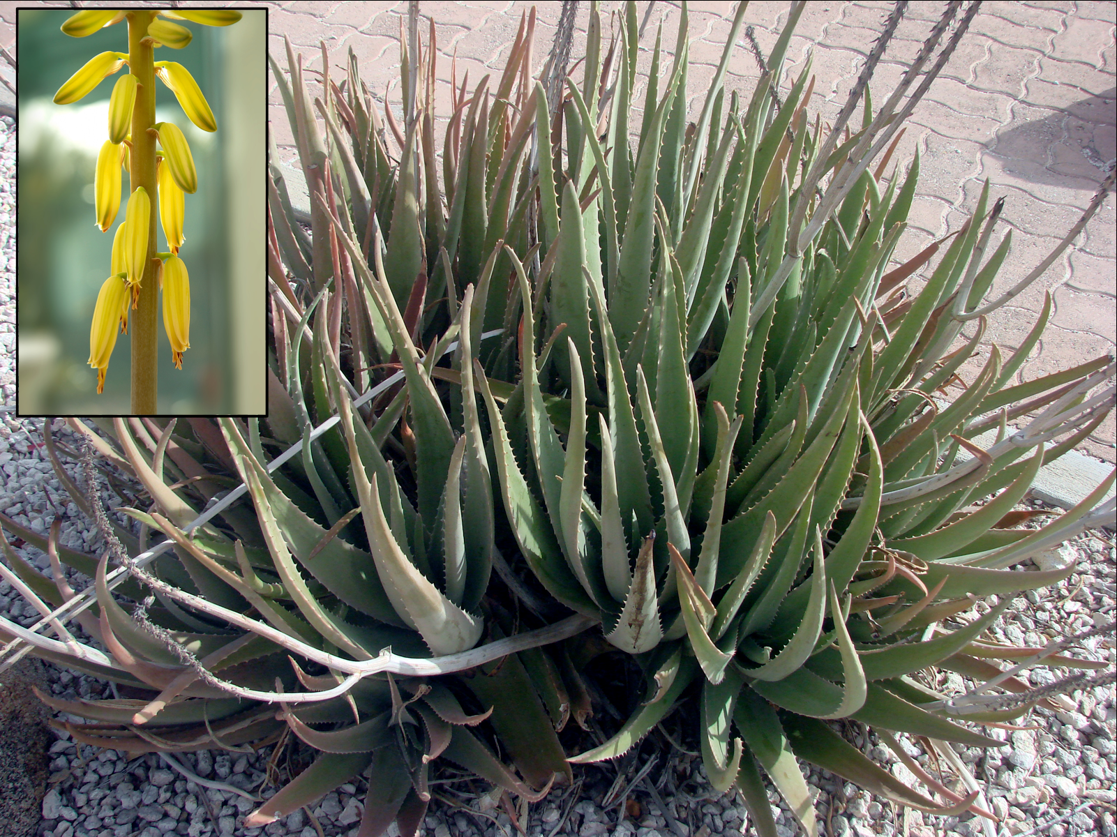 Aloe Vera - View 7 from www redcrocus com