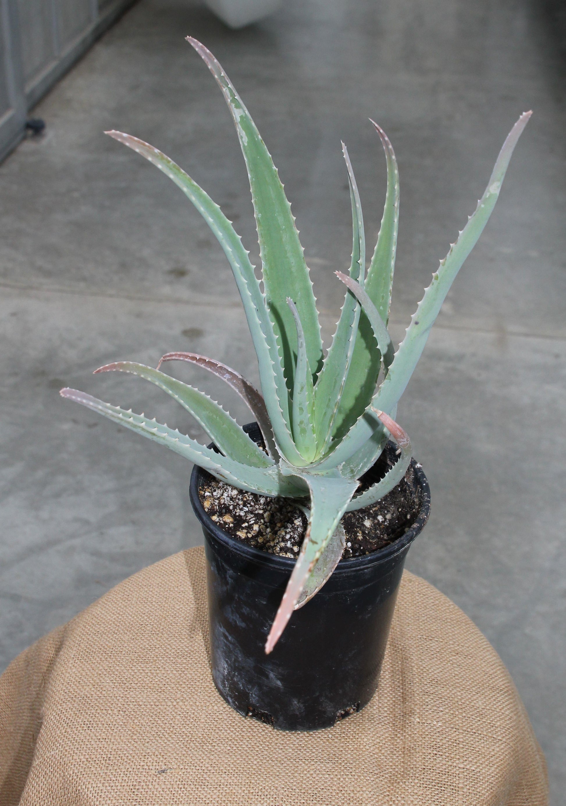 Aloe Vera - View 9 from www redcrocus com