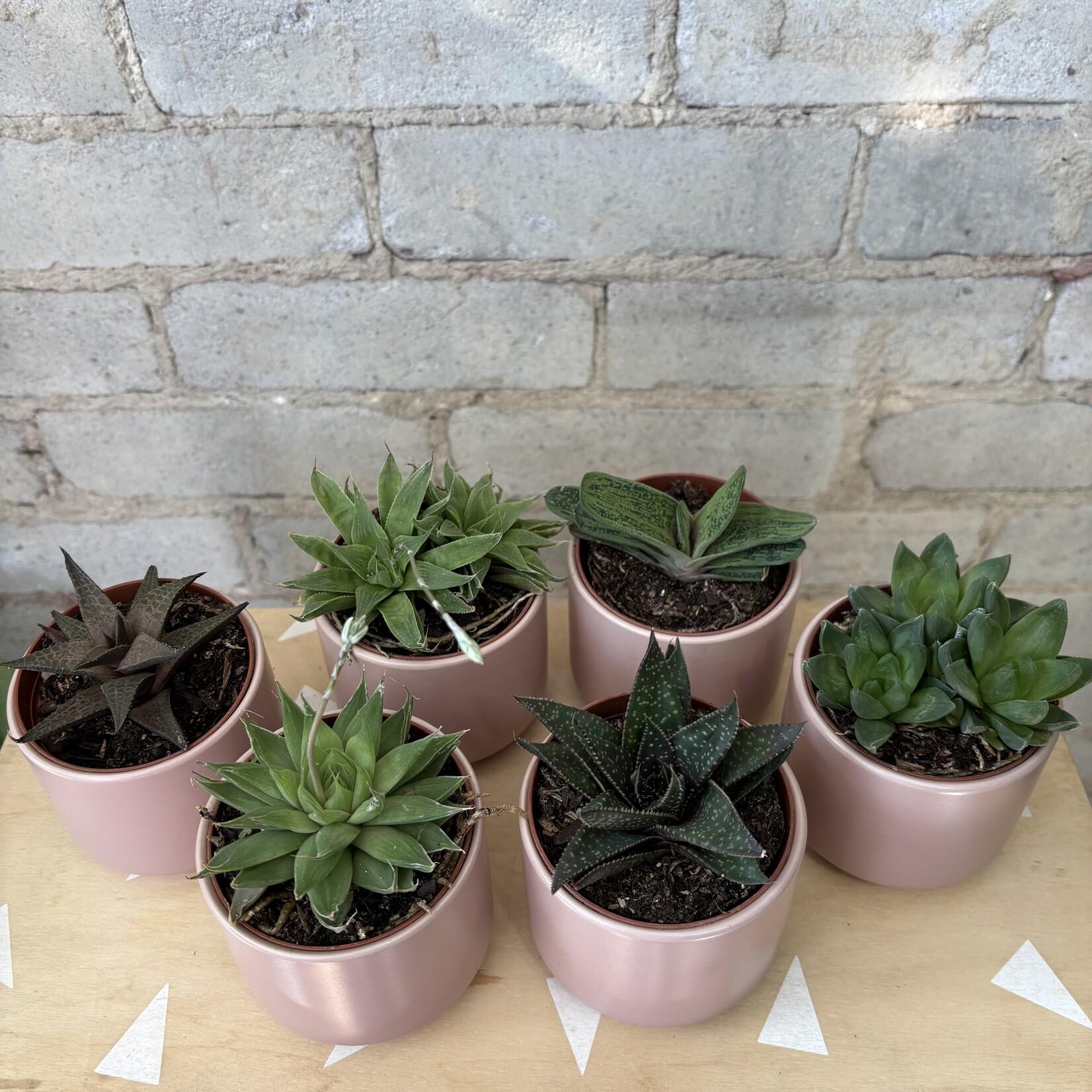 Gasteria, Assorted - View 12 from www redcrocus com