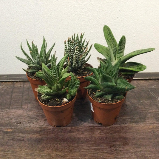 Gasteria, Assorted - View 1 from www redcrocus com