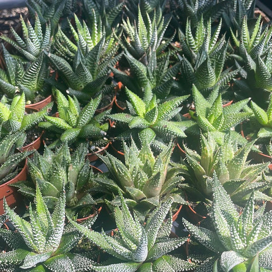 Haworthia, Assorted - View 1 from www redcrocus com
