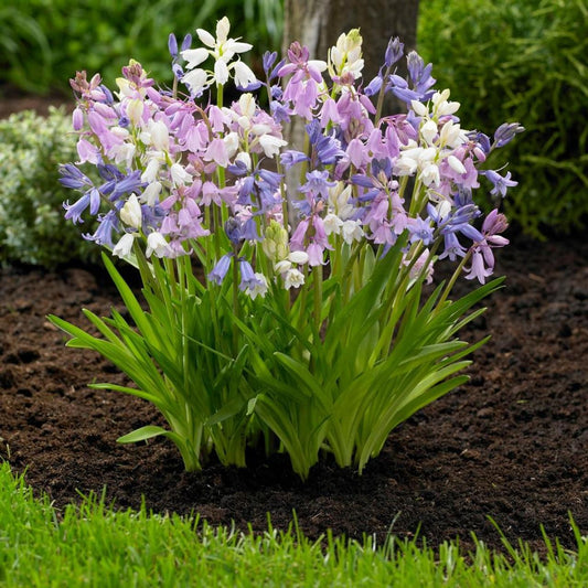 Scilla, Assorted - View 1 from www redcrocus com