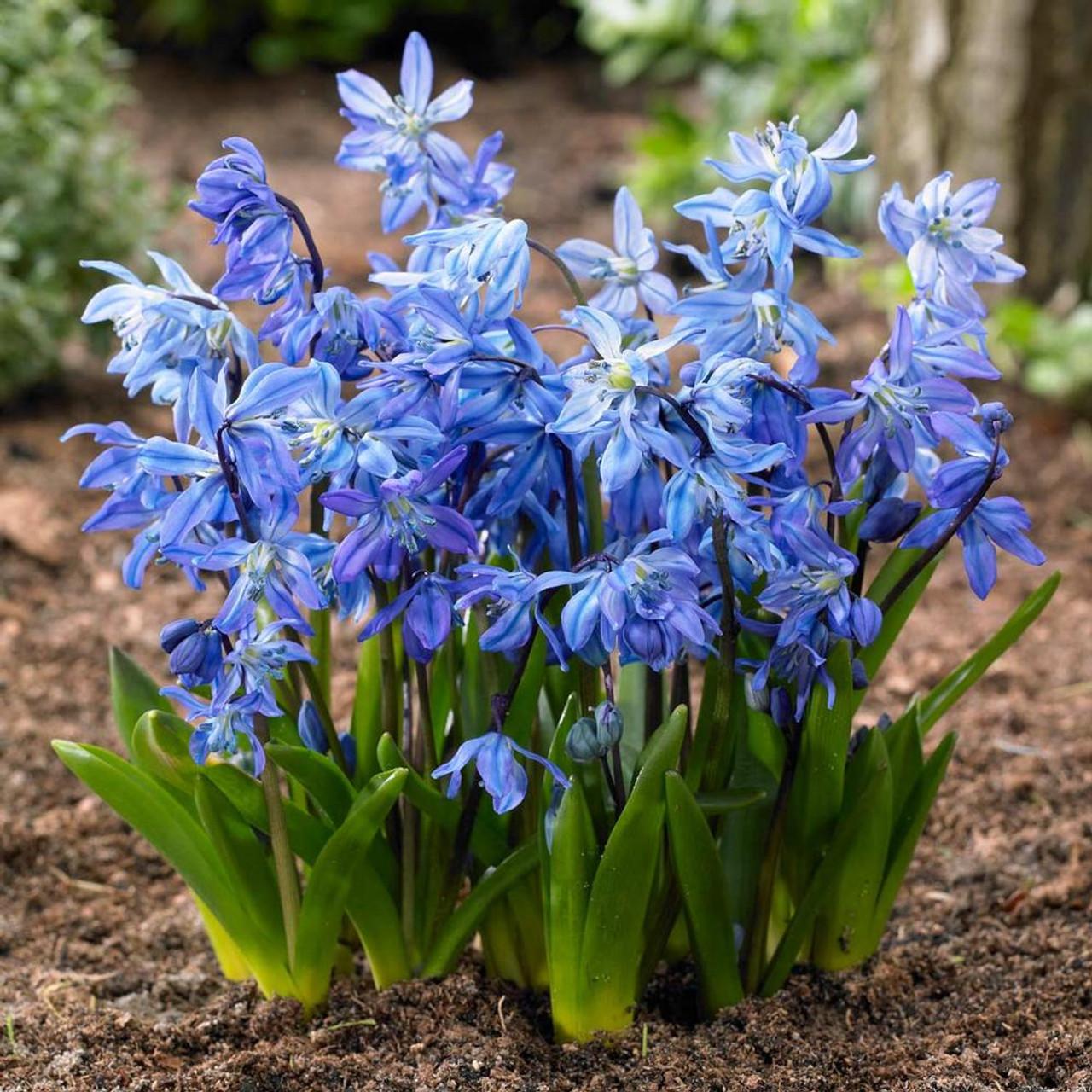 Scilla, Assorted - View 2 from www redcrocus com