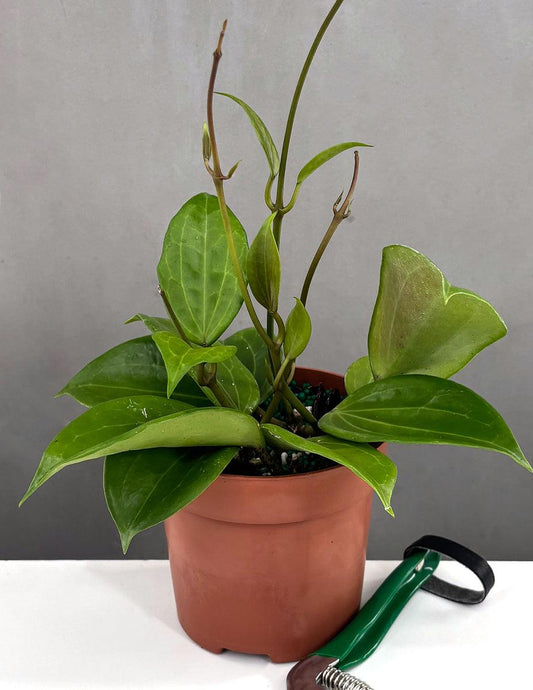 Hoya Quinquenervia - View 1 from www redcrocus com