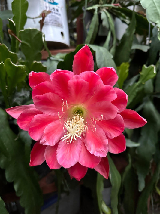 Epiphyllum, Assorted - View 10 from www redcrocus com