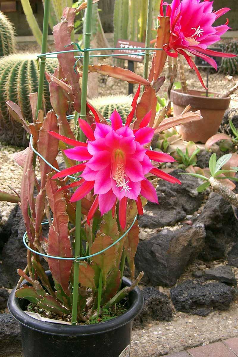 Epiphyllum, Assorted - View 11 from www redcrocus com