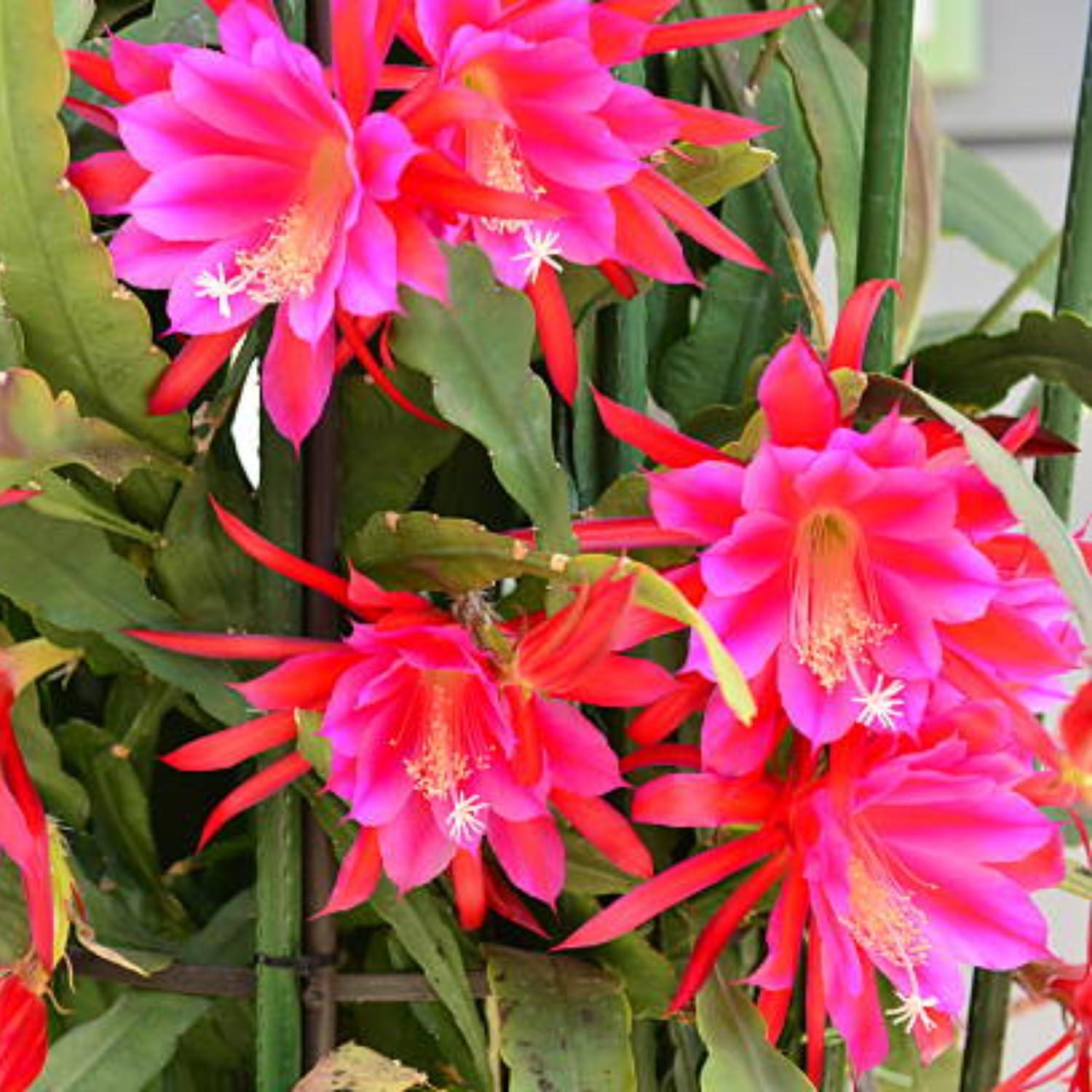 Epiphyllum, Assorted - View 12 from www redcrocus com