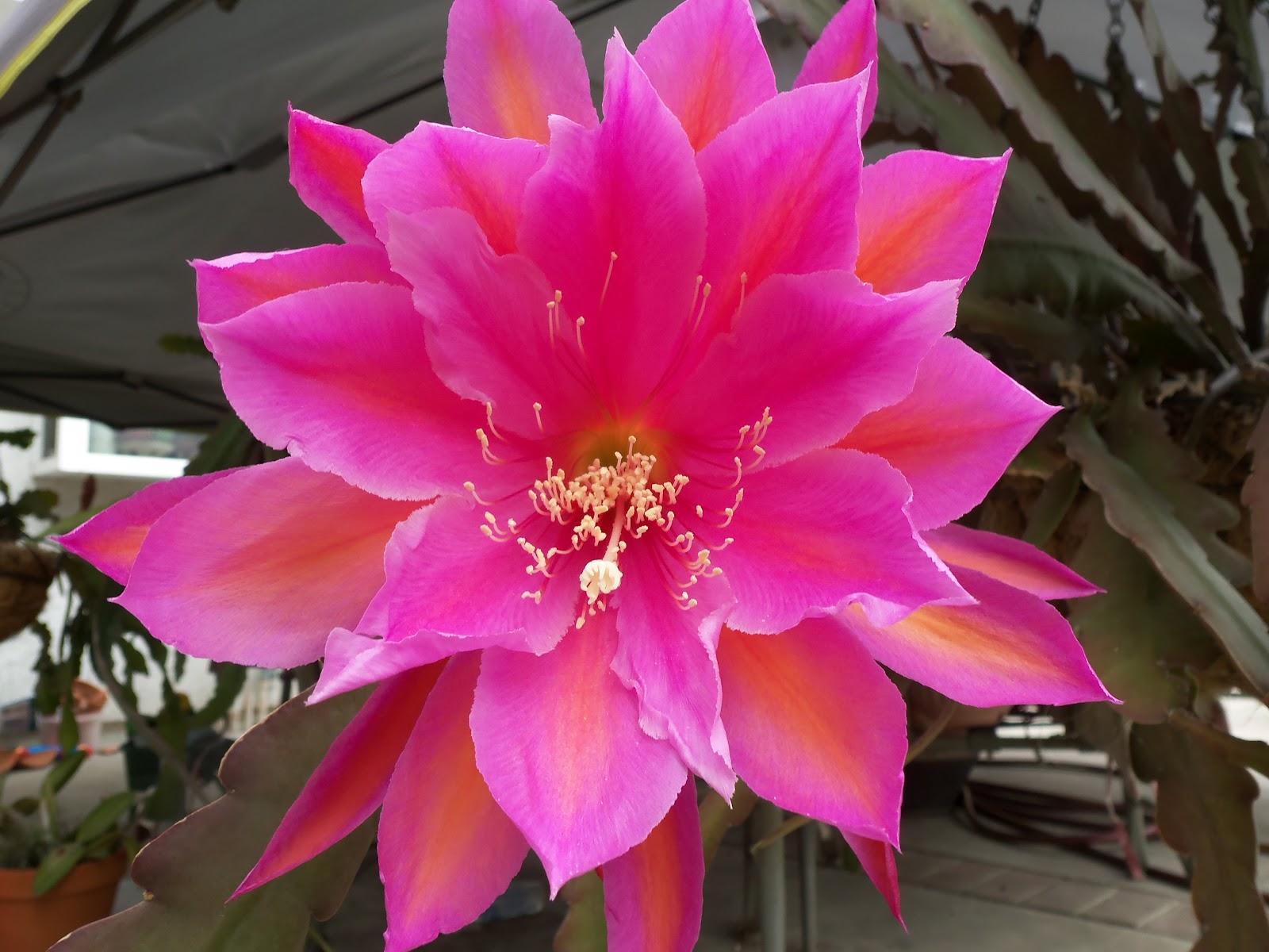 Epiphyllum, Assorted - View 13 from www redcrocus com
