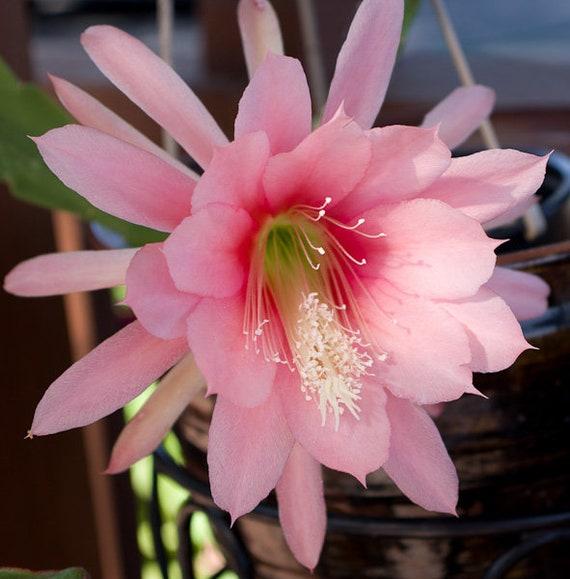 Epiphyllum, Assorted - View 2 from www redcrocus com