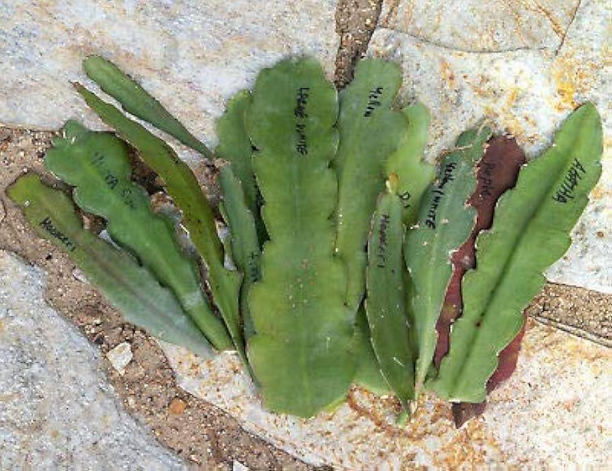 Epiphyllum, Assorted - View 3 from www redcrocus com