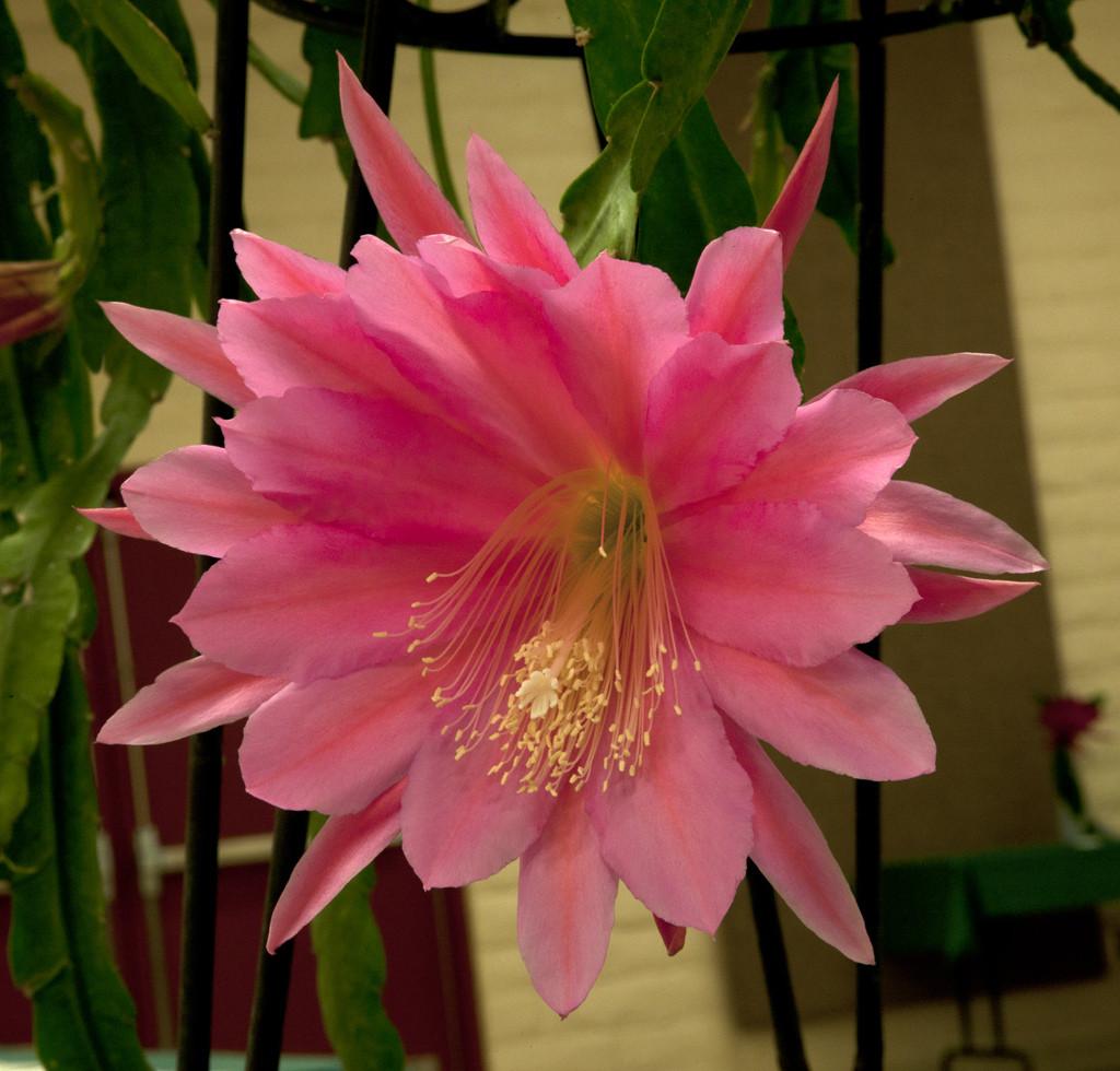 Epiphyllum, Assorted - View 4 from www redcrocus com