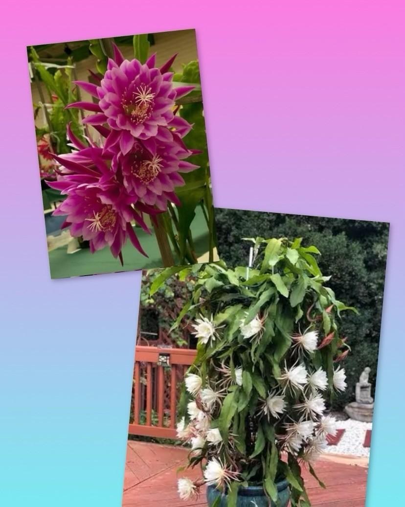 Epiphyllum, Assorted - View 5 from www redcrocus com