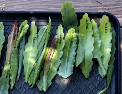 Epiphyllum, Assorted - View 9 from www redcrocus com
