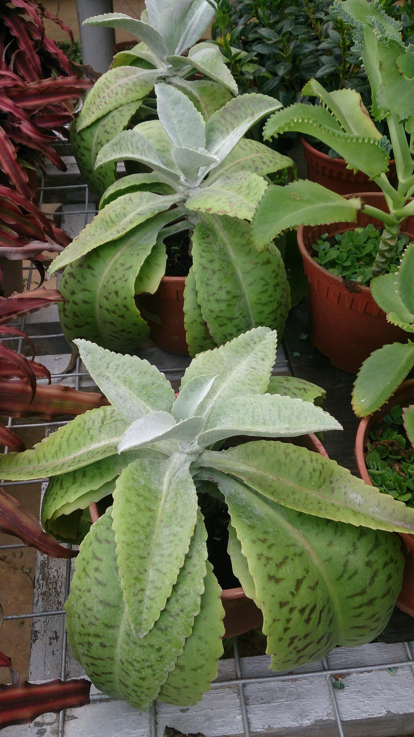 Kalanchoe Gastonis Bonnieri - View 10 from www redcrocus com