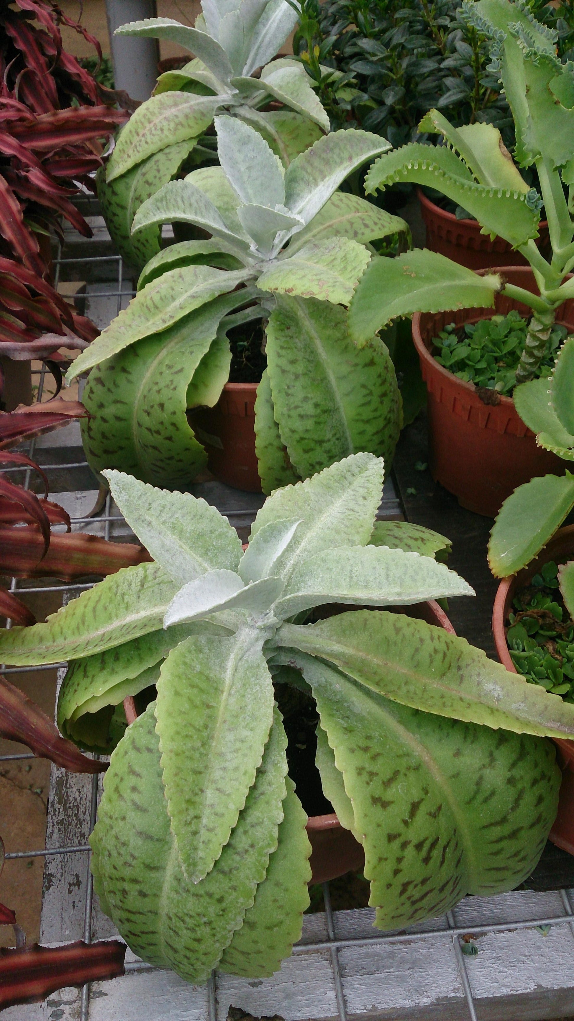 Kalanchoe Gastonis Bonnieri - View 10 from www redcrocus com