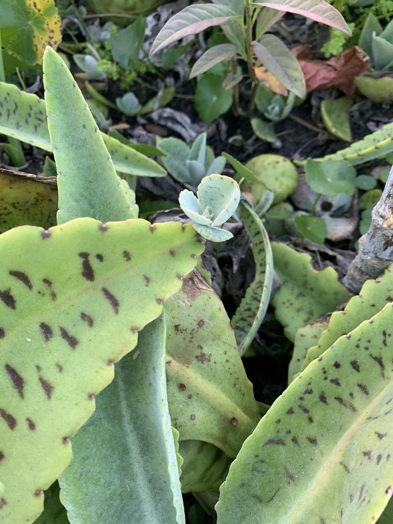 Kalanchoe Gastonis Bonnieri - View 12 from www redcrocus com