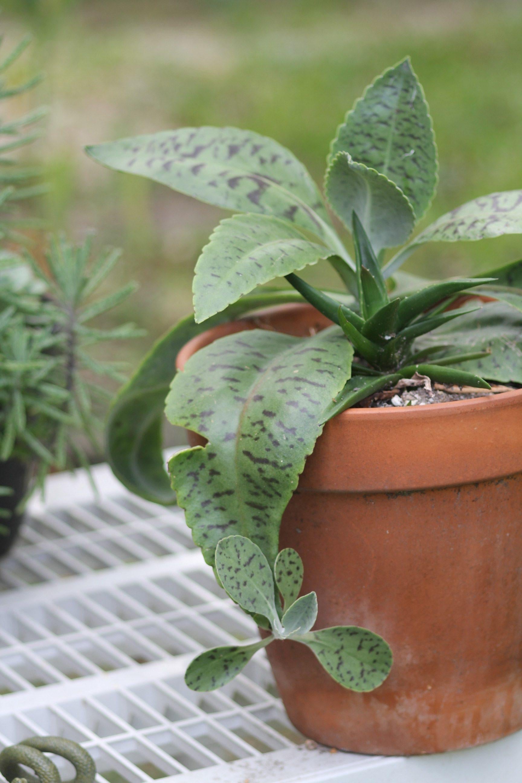 Kalanchoe Gastonis Bonnieri - View 13 from www redcrocus com
