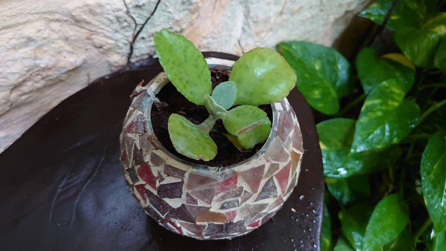 Kalanchoe Gastonis Bonnieri - View 14 from www redcrocus com