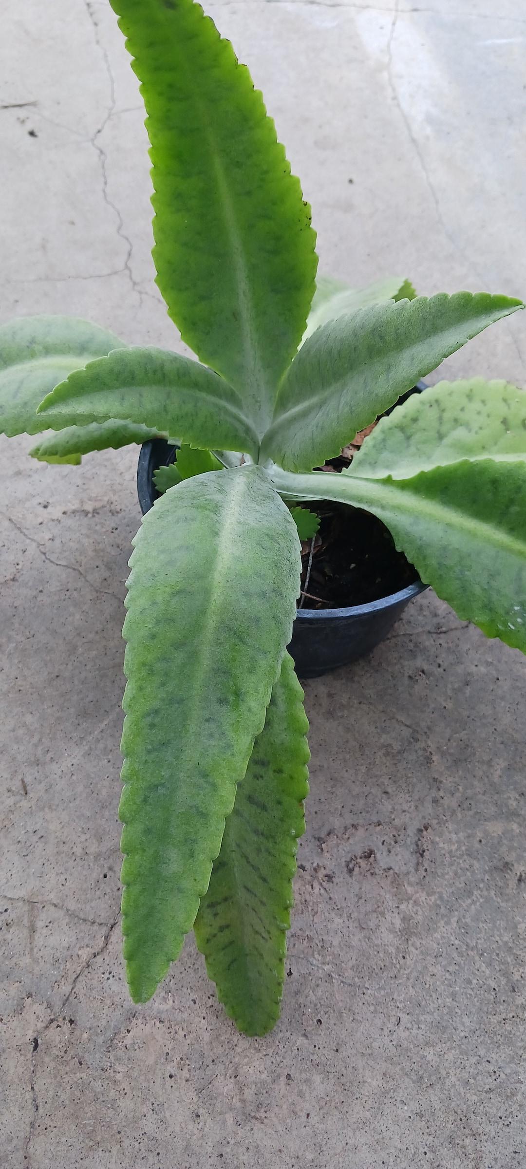 Kalanchoe Gastonis Bonnieri - View 15 from www redcrocus com