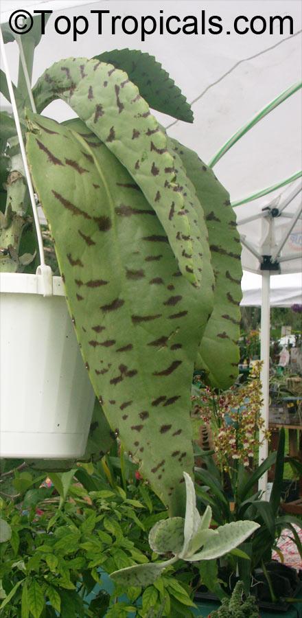 Kalanchoe Gastonis Bonnieri - View 19 from www redcrocus com