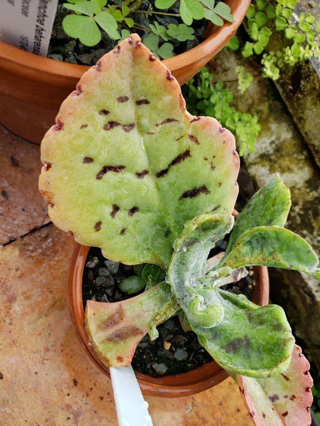 Kalanchoe Gastonis Bonnieri - View 20 from www redcrocus com
