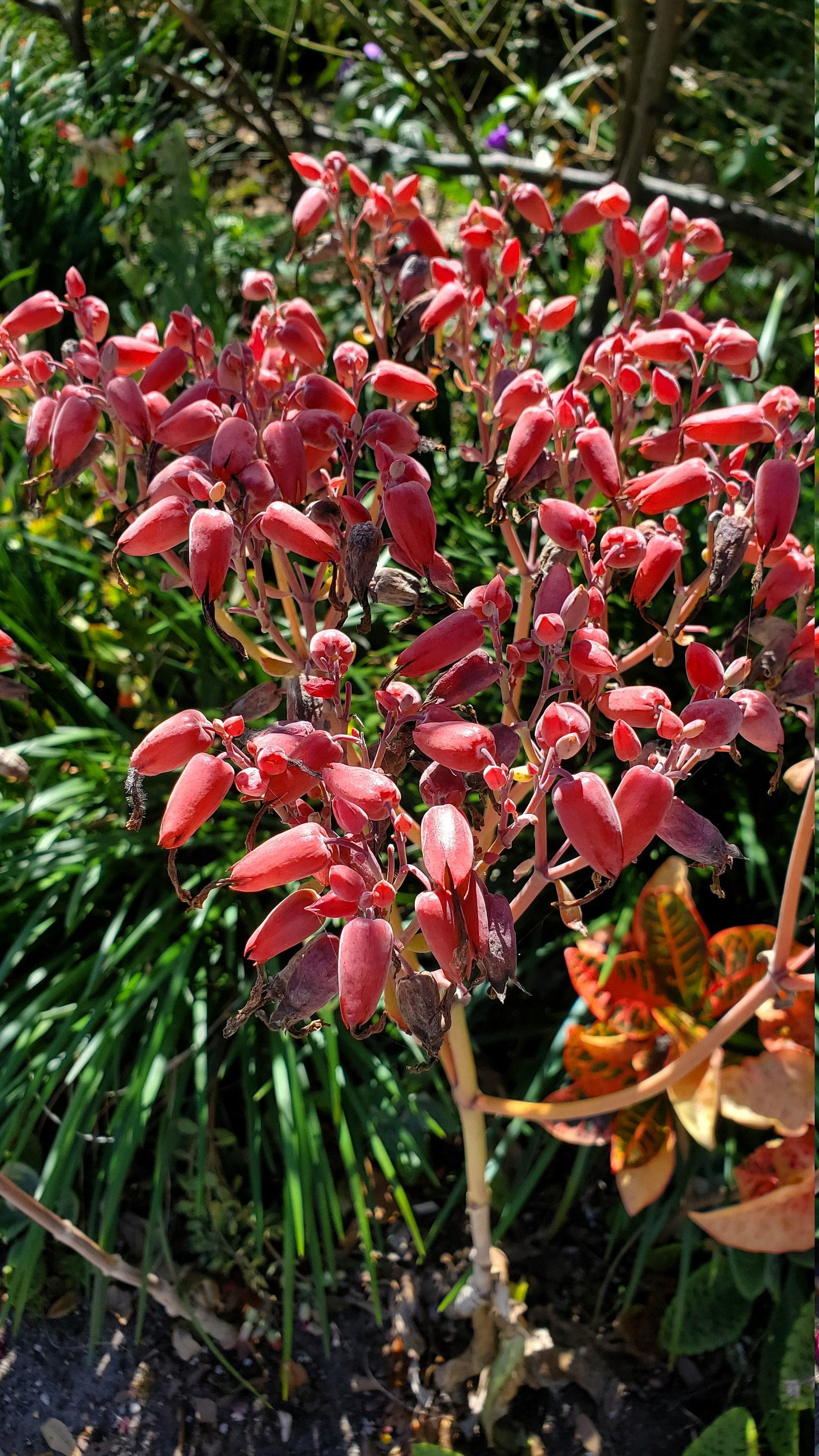 Kalanchoe Gastonis Bonnieri - View 21 from www redcrocus com