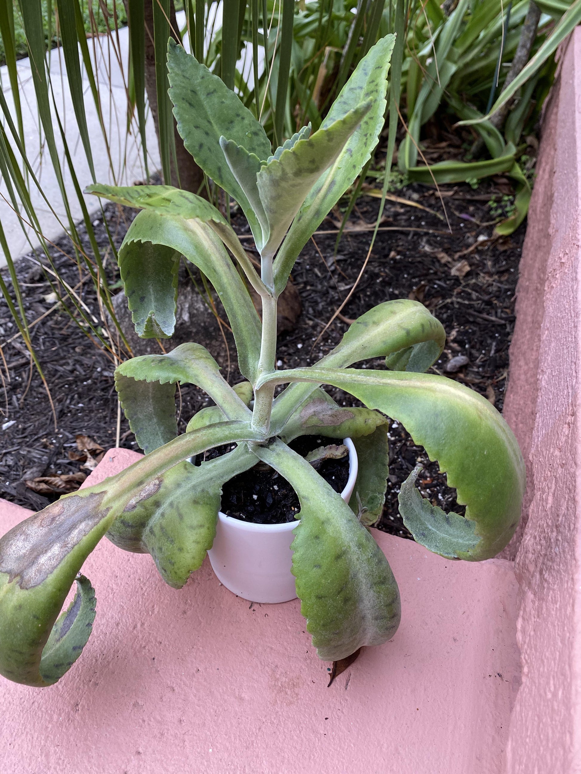 Kalanchoe Gastonis Bonnieri - View 23 from www redcrocus com