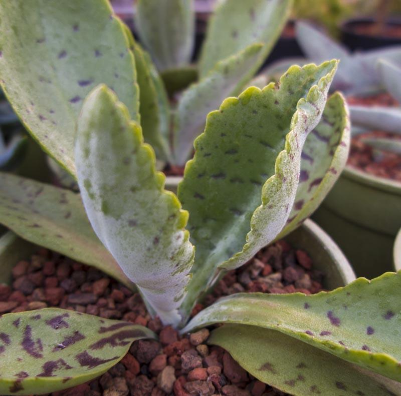 Kalanchoe Gastonis Bonnieri - View 26 from www redcrocus com