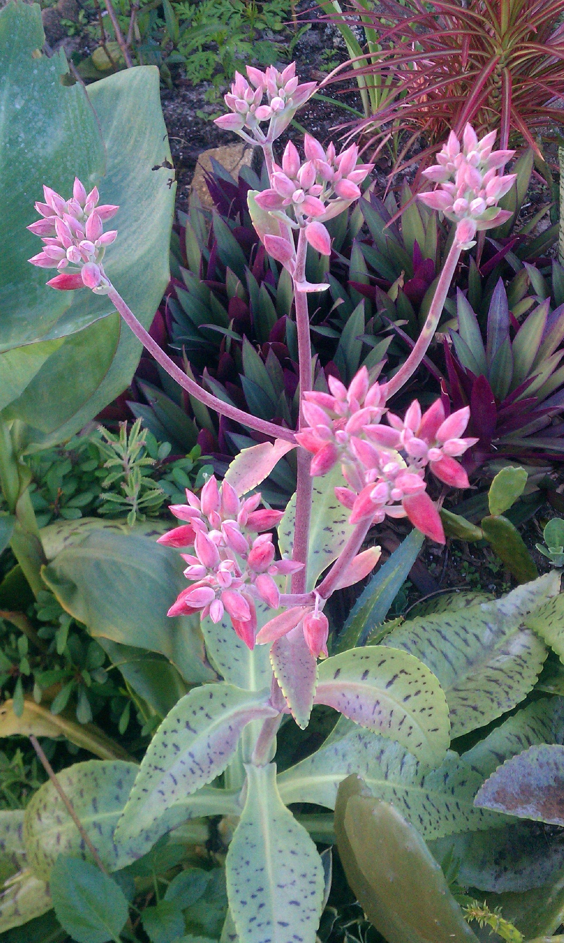 Kalanchoe Gastonis Bonnieri - View 29 from www redcrocus com