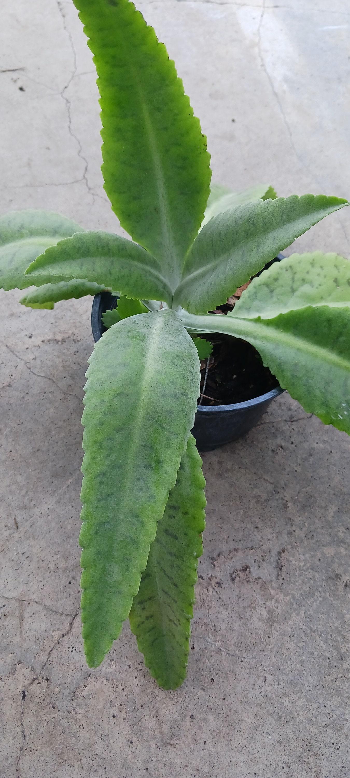 Kalanchoe Gastonis Bonnieri - View 3 from www redcrocus com