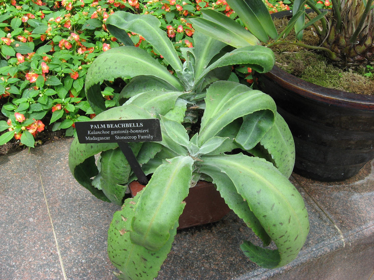 Kalanchoe Gastonis Bonnieri - View 4 from www redcrocus com