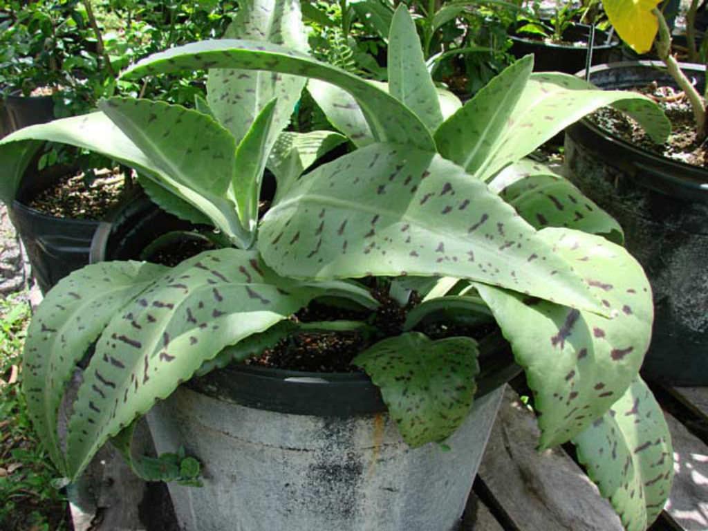 Kalanchoe Gastonis Bonnieri - View 7 from www redcrocus com