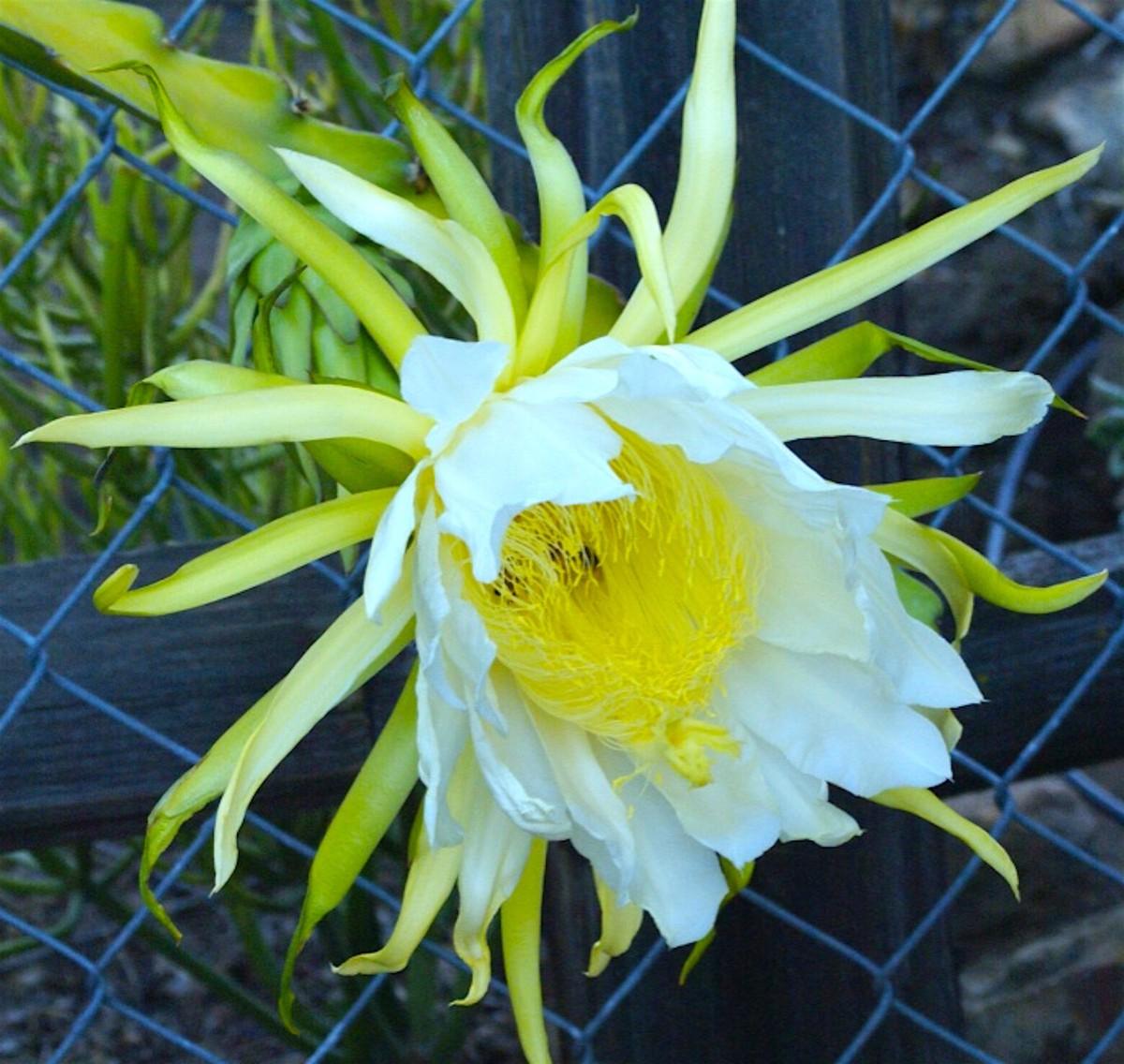 Selenicereus, Assorted - View 11 from www redcrocus com