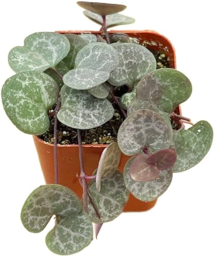 Succulent, String Mix - View 10 from www redcrocus com