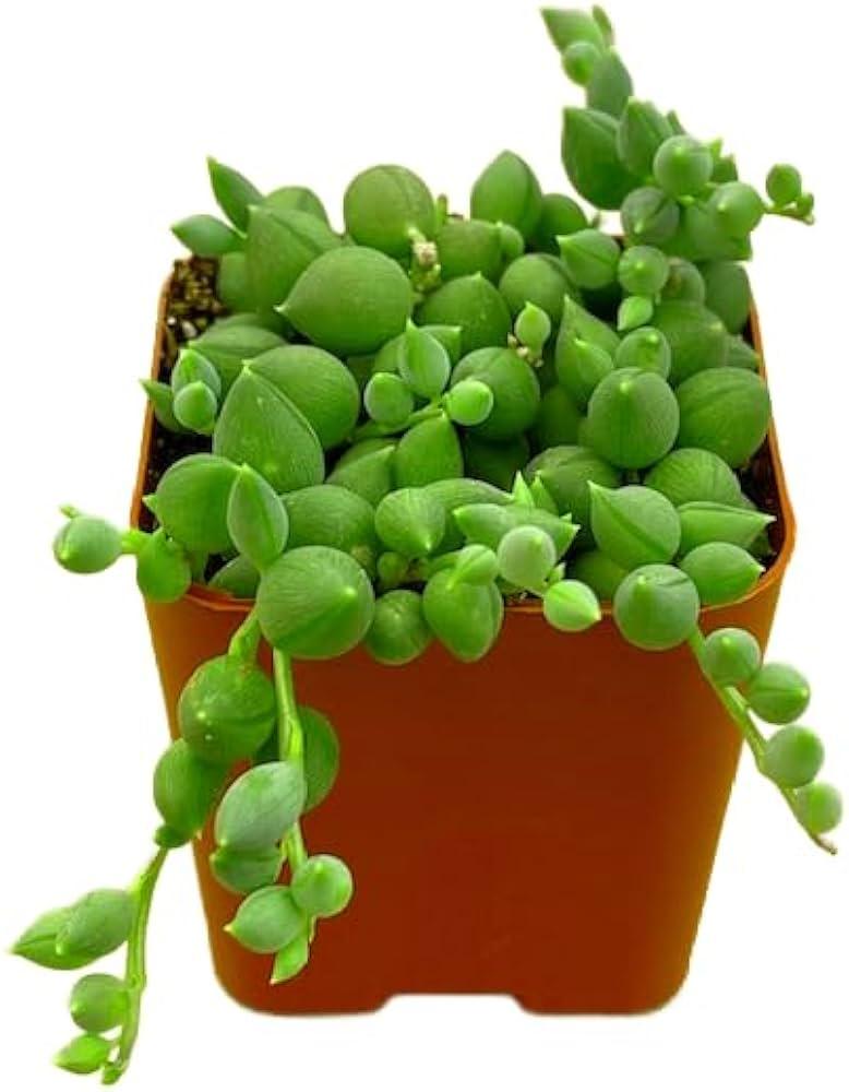 Succulent, String Mix - View 15 from www redcrocus com