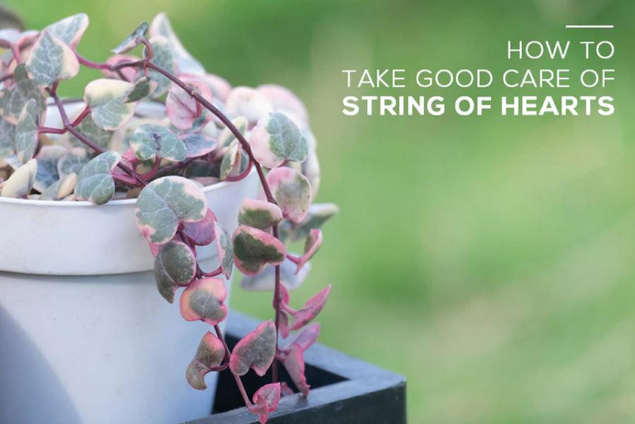 Succulent, String Mix - View 19 from www redcrocus com