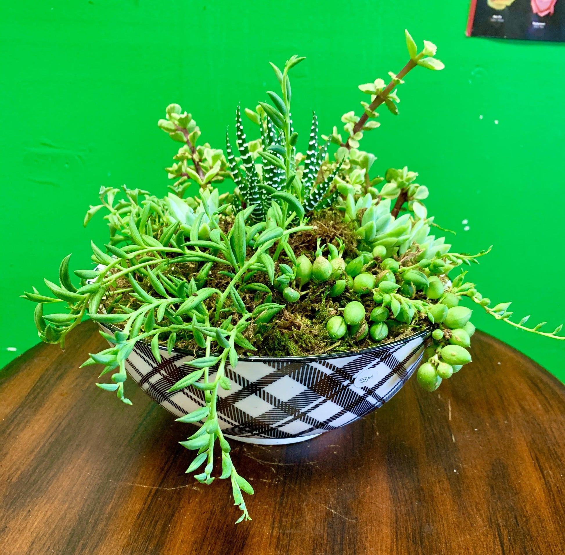 Succulent, String Mix - View 21 from www redcrocus com