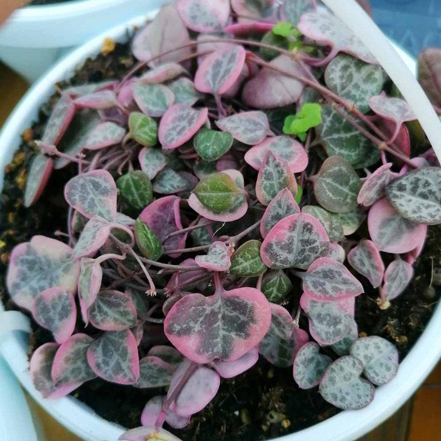 Succulent, String Mix - View 22 from www redcrocus com