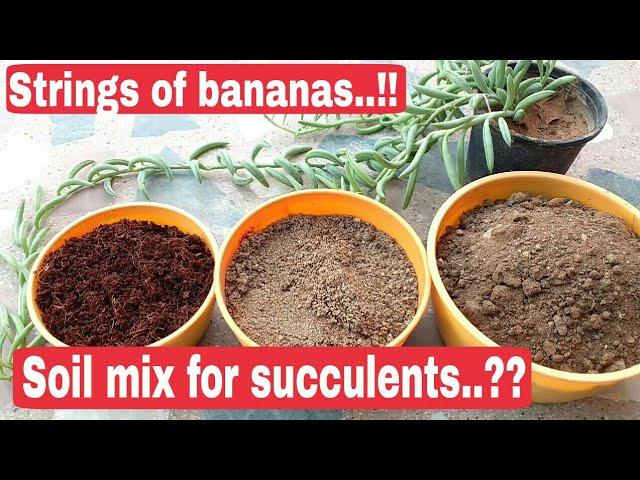Succulent, String Mix - View 24 from www redcrocus com