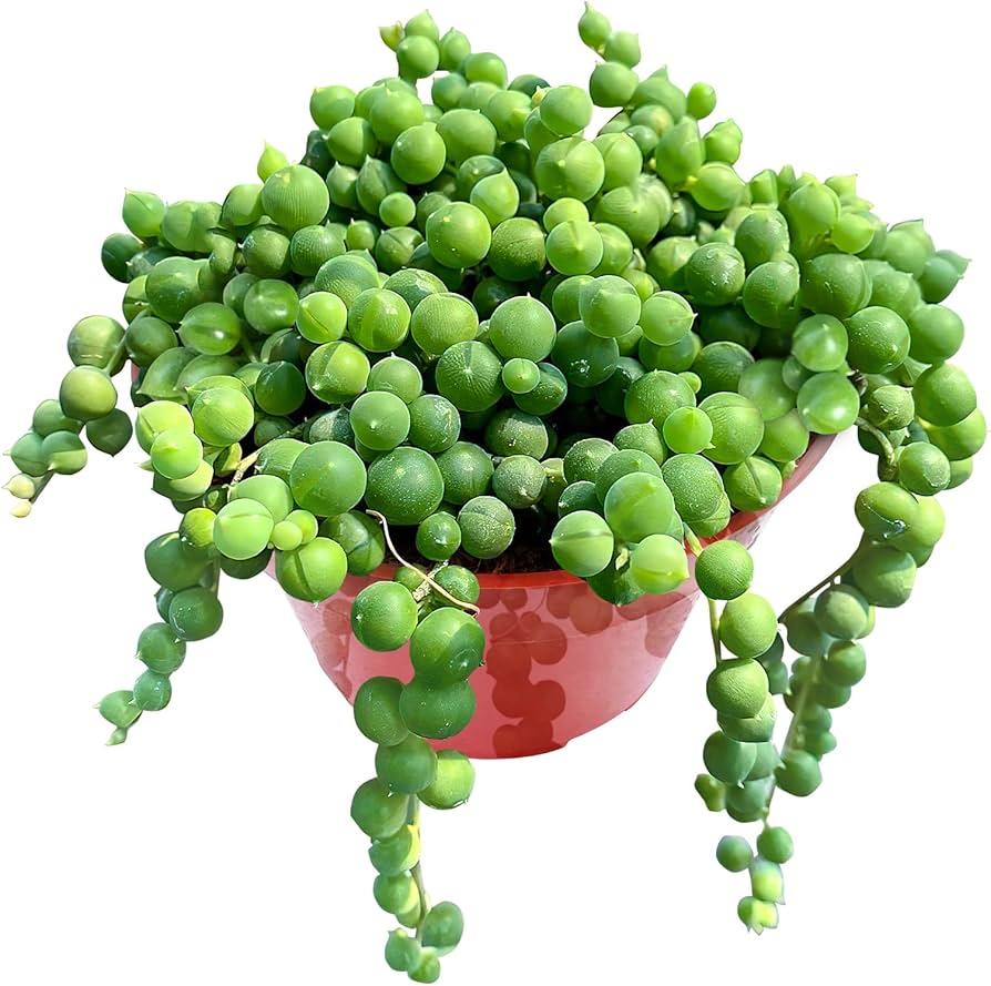Succulent, String Mix - View 3 from www redcrocus com