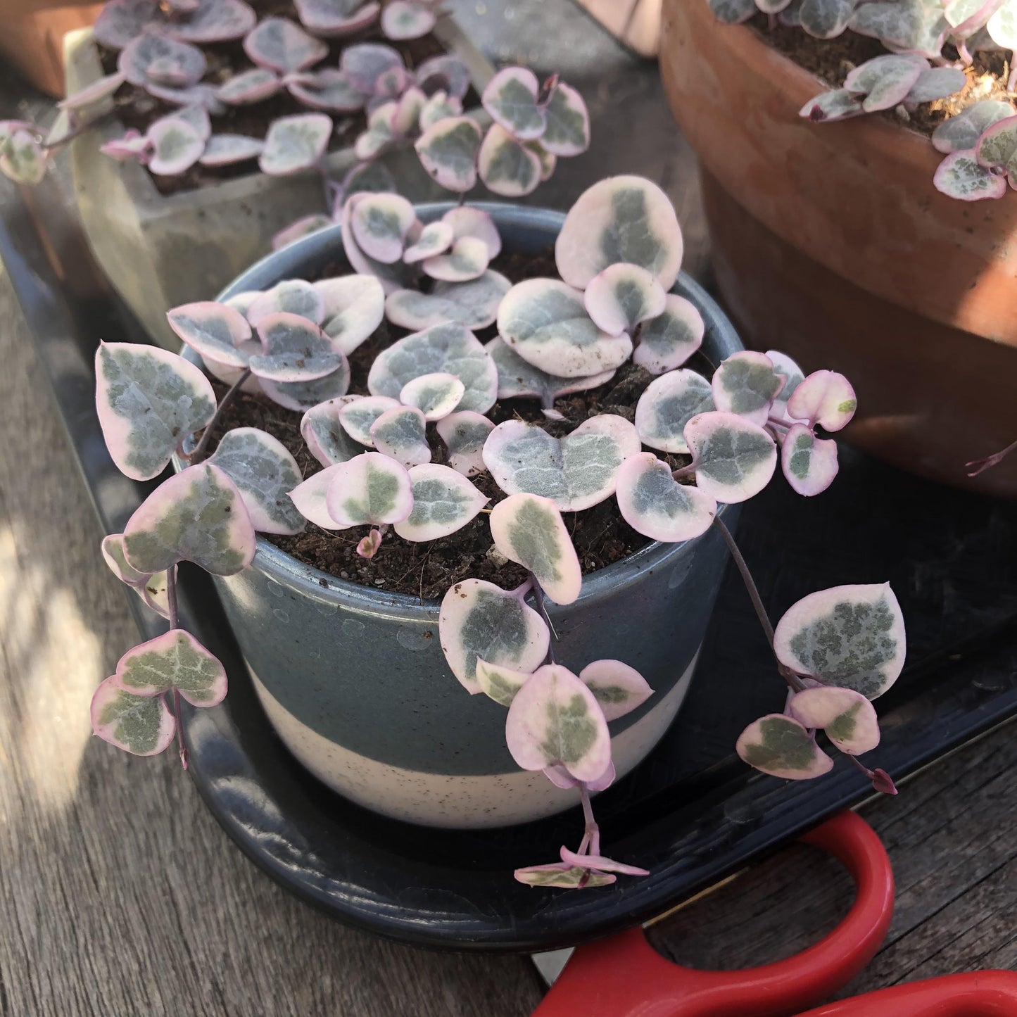 Succulent, String Mix - View 9 from www redcrocus com
