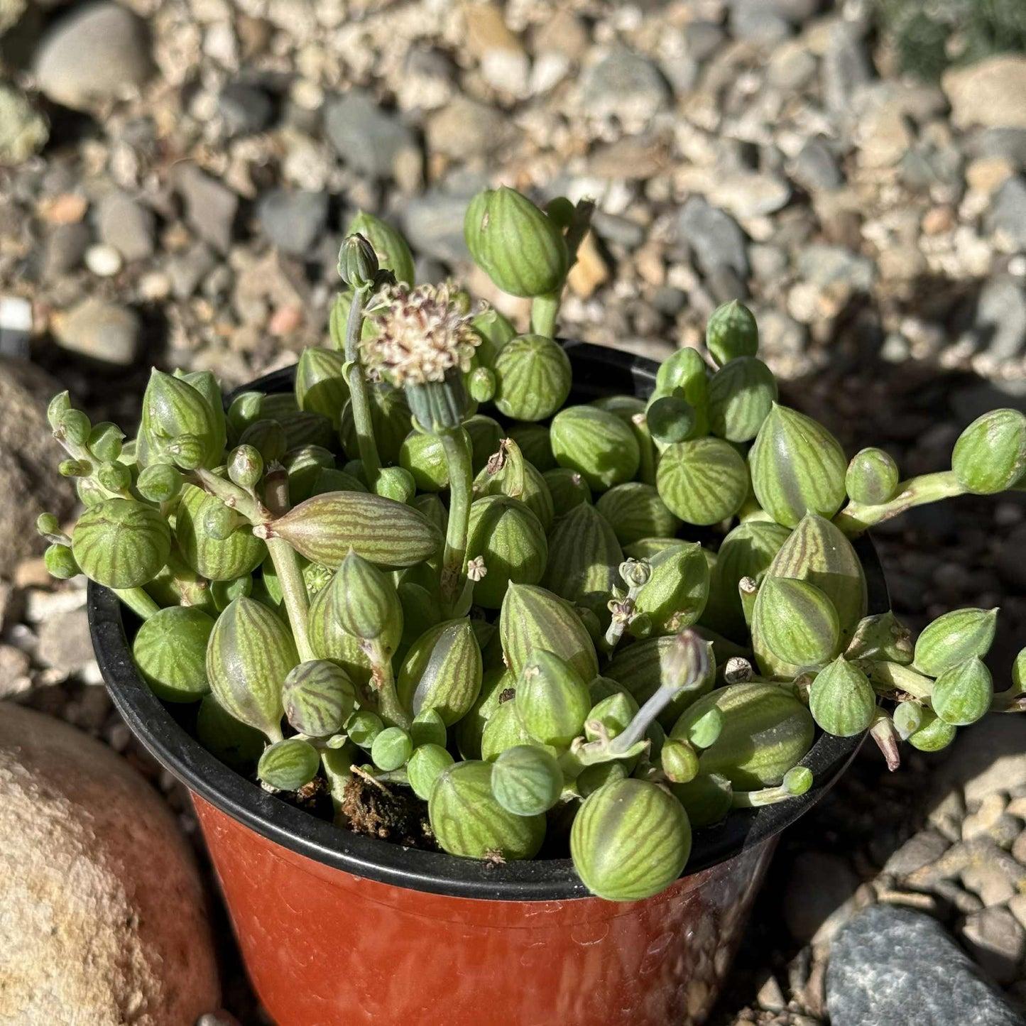 Succulent, String, Assorted - View 17 from www redcrocus com
