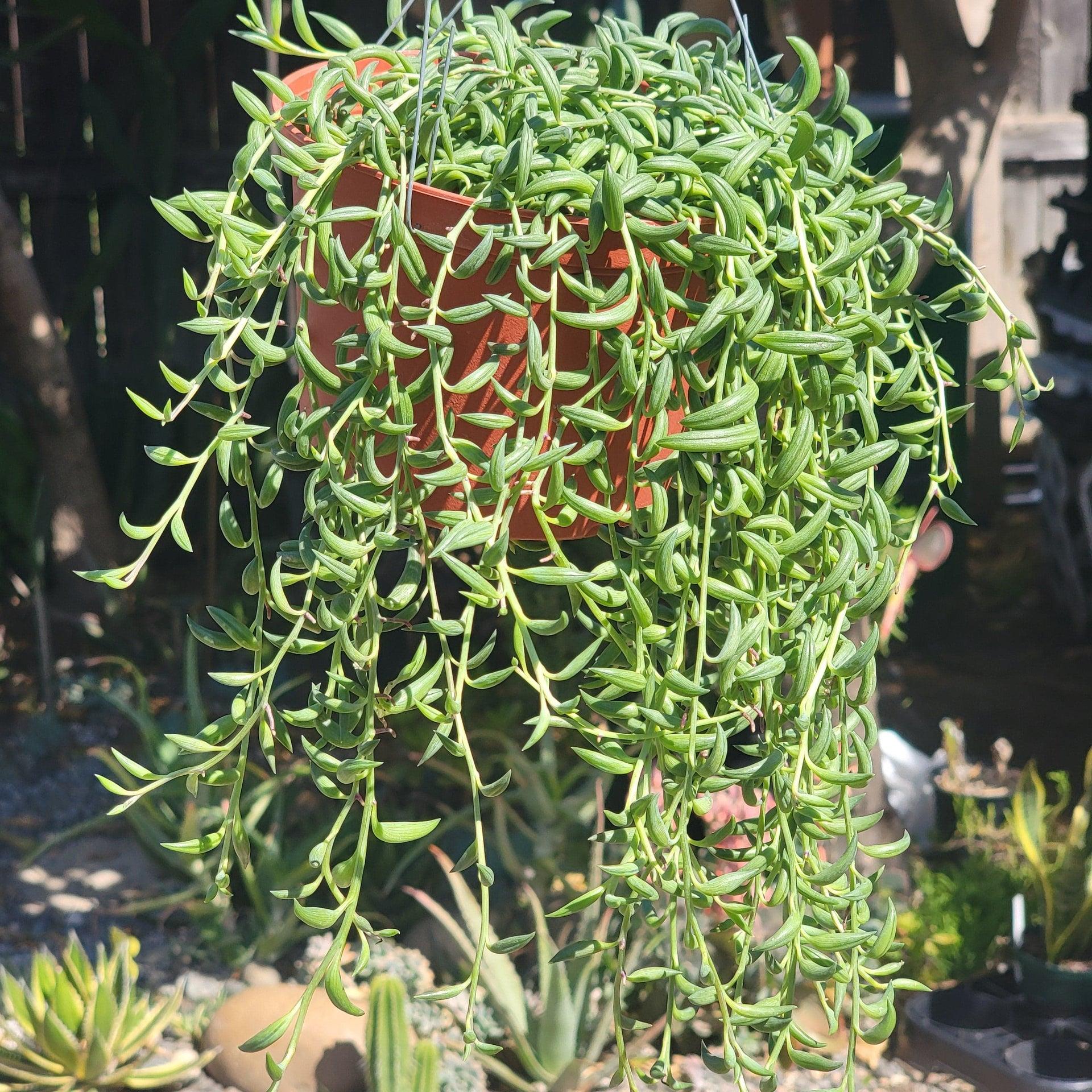 Succulent, String, Assorted - View 18 from www redcrocus com