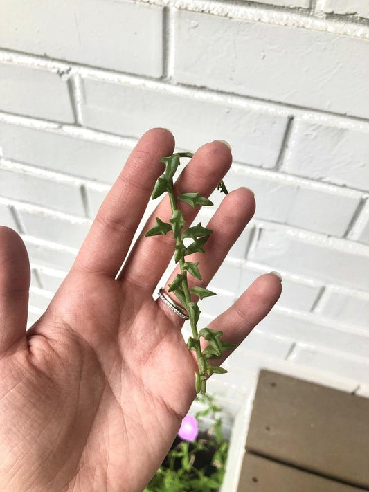 Succulent, String, Assorted - View 24 from www redcrocus com