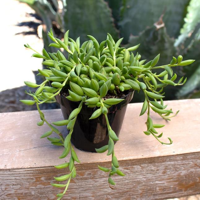 Succulent, String, Assorted - View 26 from www redcrocus com